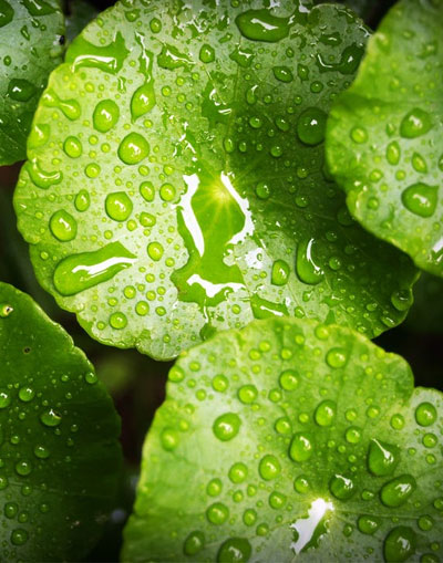 Climate Smart